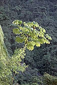 The cloud forest near the Cock of the Rock leks in the Manu reserve 